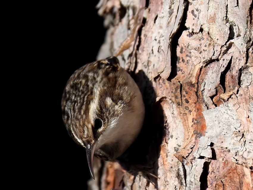 Rampichino comune (Certhia brachydactyla)